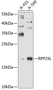 Western blot analysis of extracts of various cell lines, using RPP25L antibody (TA381081) at 1:1000 dilution. - Secondary antibody: HRP Goat Anti-Rabbit IgG (H+L) at 1:10000 dilution. - Lysates/proteins: 25ug per lane. - Blocking buffer: 3% nonfat dry milk in TBST. - Detection: ECL Enhanced Kit . - Exposure time: 60s.