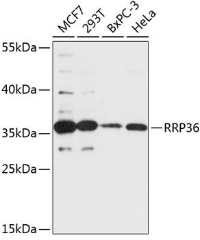Western blot analysis of extracts of various cell lines, using RRP36 antibody (TA381163) at 1:3000 dilution. - Secondary antibody: HRP Goat Anti-Rabbit IgG (H+L) at 1:10000 dilution. - Lysates/proteins: 25ug per lane. - Blocking buffer: 3% nonfat dry milk in TBST. - Detection: ECL Basic Kit . - Exposure time: 90s.
