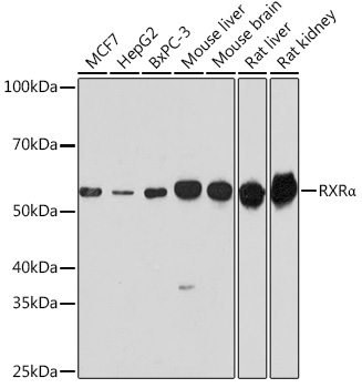 Western blot analysis of extracts of various cell lines, using RXRalpha antibody (TA381205) at 1:1000 dilution. - Secondary antibody: HRP Goat Anti-Rabbit IgG (H+L) at 1:10000 dilution. - Lysates/proteins: 25ug per lane. - Blocking buffer: 3% nonfat dry milk in TBST. - Detection: ECL Basic Kit . - Exposure time: 120s.
