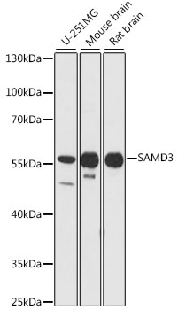 Western blot analysis of extracts of various cell lines, using SAMD3 antibody (TA381242) at 1:1000 dilution. - Secondary antibody: HRP Goat Anti-Rabbit IgG (H+L) at 1:10000 dilution. - Lysates/proteins: 25ug per lane. - Blocking buffer: 3% nonfat dry milk in TBST. - Detection: ECL Basic Kit . - Exposure time: 5s.