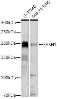 Western blot analysis of extracts of various cell lines, using SASH1 antibody (TA381259) at 1:1000 dilution. - Secondary antibody: HRP Goat Anti-Rabbit IgG (H+L) at 1:10000 dilution. - Lysates/proteins: 25ug per lane. - Blocking buffer: 3% nonfat dry milk in TBST. - Detection: ECL Basic Kit . - Exposure time: 5s.