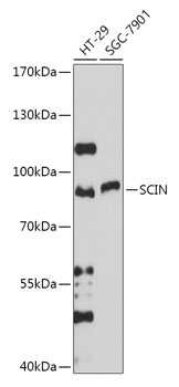 Western blot analysis of extracts of various cell lines, using SCIN antibody (TA381284) at 1:1000 dilution. - Secondary antibody: HRP Goat Anti-Rabbit IgG (H+L) at 1:10000 dilution. - Lysates/proteins: 25ug per lane. - Blocking buffer: 3% nonfat dry milk in TBST. - Detection: ECL Basic Kit . - Exposure time: 30s.