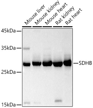 Staining of human peripheral blood monocytes with MOUSE ANTI HUMAN HLA ABC:BIOTIN (SM1222B).