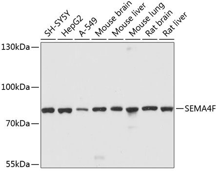 Western blot analysis of extracts of various cell lines, using SEMA4F antibody (TA381350) at 1:1000 dilution. - Secondary antibody: HRP Goat Anti-Rabbit IgG (H+L) at 1:10000 dilution. - Lysates/proteins: 25ug per lane. - Blocking buffer: 3% nonfat dry milk in TBST. - Detection: ECL Basic Kit . - Exposure time: 30s.