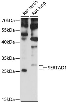 Staining of human peripheral blood erythrocytes with Rat Anti Human CD235a-FITC.