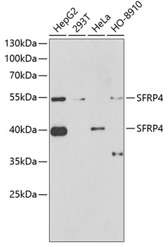 Staining of human peripheral blood gran ulocytes with Mouse Anti Human CD10-APC (SM1525APC/APCT).