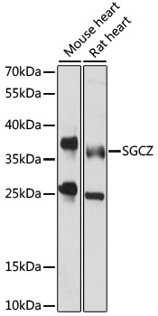 Western blot analysis of extracts of various cell lines, using SGCZ antibody (TA381444) at 1000 dilution. - Secondary antibody: HRP Goat Anti-Rabbit IgG (H+L) at 1:10000 dilution. - Lysates/proteins: 25ug per lane. - Blocking buffer: 3% nonfat dry milk in TBST. - Detection: ECL Basic Kit . - Exposure time: 15s.
