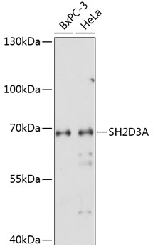 Western blot analysis of extracts of various cell lines, using SH2D3A antibody (TA381454) at 1:1000 dilution. - Secondary antibody: HRP Goat Anti-Rabbit IgG (H+L) at 1:10000 dilution. - Lysates/proteins: 25ug per lane. - Blocking buffer: 3% nonfat dry milk in TBST. - Detection: ECL Enhanced Kit . - Exposure time: 180s.