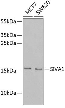 Surface staining of HLA-G1 transfectants (LCL-HLA-G1) using anti-HLA-G (MEM-G/9) PE.