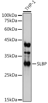 Western blot analysis of extracts of THP-1 cells, using SLBP antibody (TA381534) at 1:1000 dilution. - Secondary antibody: HRP Goat Anti-Rabbit IgG (H+L) at 1:10000 dilution. - Lysates/proteins: 25ug per lane. - Blocking buffer: 3% nonfat dry milk in TBST. - Detection: ECL Basic Kit . - Exposure time: 10s.