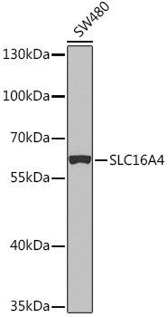 Western blot analysis of extracts of SW480 cells, using SLC16A4 Rabbit pAb (TA381553) at 1:1000 dilution. - Secondary antibody: HRP Goat Anti-Rabbit IgG (H+L) at 1:10000 dilution. - Lysates/proteins: 25ug per lane. - Blocking buffer: 3% nonfat dry milk in TBST. - Detection: ECL Basic Kit . - Exposure time: 90s.