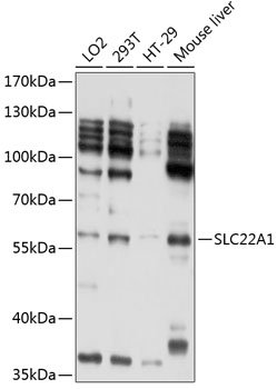 Staining of U937 cells with RPE conj ugated Mouse Anti Human CD284 Antibody PE (Cat.-No SM1677R).