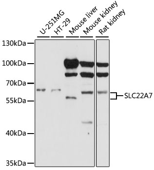 Western blot analysis of extracts of various cell lines, using SLC22A7 antibody (TA381584) at 1:1000 dilution. - Secondary antibody: HRP Goat Anti-Rabbit IgG (H+L) at 1:10000 dilution. - Lysates/proteins: 25ug per lane. - Blocking buffer: 3% nonfat dry milk in TBST. - Detection: ECL Basic Kit . - Exposure time: 60s.