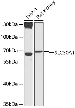 Western blot analysis of extracts of various cell lines, using SLC30A1 antibody (TA381640) at 1:1000 dilution. - Secondary antibody: HRP Goat Anti-Rabbit IgG (H+L) at 1:10000 dilution. - Lysates/proteins: 25ug per lane. - Blocking buffer: 3% nonfat dry milk in TBST. - Detection: ECL Basic Kit . - Exposure time: 90s.