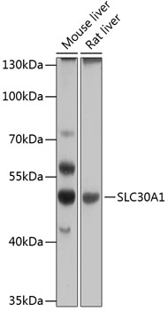 Western blot analysis of extracts of various cell lines, using SLC30A1 antibody (TA381641) at 1:1000 dilution. - Secondary antibody: HRP Goat Anti-Rabbit IgG (H+L) at 1:10000 dilution. - Lysates/proteins: 25ug per lane. - Blocking buffer: 3% nonfat dry milk in TBST. - Detection: ECL Basic Kit . - Exposure time: 30s.