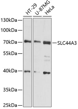 Western blot analysis of extracts of various cell lines, using SLC44A3 antibody (TA381666) at 1:3000 dilution. - Secondary antibody: HRP Goat Anti-Rabbit IgG (H+L) at 1:10000 dilution. - Lysates/proteins: 25ug per lane. - Blocking buffer: 3% nonfat dry milk in TBST. - Detection: ECL Basic Kit . - Exposure time: 30s.
