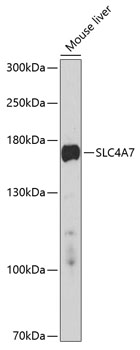 Western blot analysis of extracts of mouse liver, using SLC4A7 antibody (TA381675) at 1:1000 dilution._Secondary antibody: HRP Goat Anti-Rabbit IgG (H+L) at 1:10000 dilution._Lysates/proteins: 25ug per lane._Blocking buffer: 3% nonfat dry milk in TBST._Detection: ECL Enhanced Kit ._Exposure time: 90s.