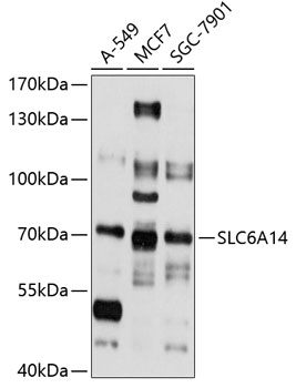 Western blot analysis of extracts of various cell lines, using SLC6A14 antibody (TA381690) at 1:1000 dilution. - Secondary antibody: HRP Goat Anti-Rabbit IgG (H+L) at 1:10000 dilution. - Lysates/proteins: 25ug per lane. - Blocking buffer: 3% nonfat dry milk in TBST. - Detection: ECL Basic Kit . - Exposure time: 15s.