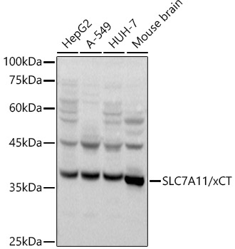 Western blot analysis of extracts of various cell lines, using SLC7A11/xCT antibody (TA381702) at 1:1000 dilution. - Secondary antibody: HRP Goat Anti-Rabbit IgG (H+L) at 1:10000 dilution. - Lysates/proteins: 25ug per lane. - Blocking buffer: 3% nonfat dry milk in TBST. - Detection: ECL Basic Kit . - Exposure time: 10s.
