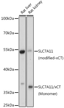 Western blot analysis of extracts of various cell lines, using SLC7A11/xCT antibody (TA381703) at 1:1000 dilution. - Secondary antibody: HRP Goat Anti-Rabbit IgG (H+L) at 1:10000 dilution. - Lysates/proteins: 25ug per lane. - Blocking buffer: 3% nonfat dry milk in TBST. - Detection: ECL Basic Kit . - Exposure time: 30s.
