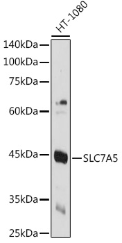 Western blot analysis of extracts of HT-1080 cells, using SLC7A5 Rabbit pAb (TA381705) at 1:1000 dilution. - Secondary antibody: HRP Goat Anti-Rabbit IgG (H+L) at 1:10000 dilution. - Lysates/proteins: 25ug per lane. - Blocking buffer: 3% nonfat dry milk in TBST. - Detection: ECL Basic Kit . - Exposure time: 5s.
