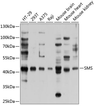 c-Myc tagged protein detected with Mouse anti c-Myc antibody AP conj ugated.