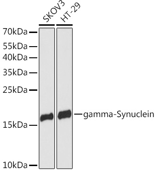 Western blot analysis of extracts of various cell lines, using gamma-Synuclein antibody (TA381827) at 1:3000 dilution. - Secondary antibody: HRP Goat Anti-Rabbit IgG (H+L) at 1:10000 dilution. - Lysates/proteins: 25ug per lane. - Blocking buffer: 3% nonfat dry milk in TBST. - Detection: ECL Basic Kit . - Exposure time: 90s.