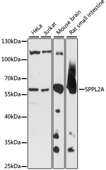 Western blot analysis of extracts of various cell lines, using SPPL2A antibody (TA381957) at 1:1000 dilution. - Secondary antibody: HRP Goat Anti-Rabbit IgG (H+L) at 1:10000 dilution. - Lysates/proteins: 25ug per lane. - Blocking buffer: 3% nonfat dry milk in TBST. - Detection: ECL Basic Kit . - Exposure time: 5s.