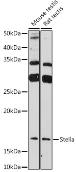Western blot analysis of extracts of various cell lines, using Stella antibody (TA382112) at 1:1000 dilution. - Secondary antibody: HRP Goat Anti-Rabbit IgG (H+L) at 1:10000 dilution. - Lysates/proteins: 25ug per lane. - Blocking buffer: 3% nonfat dry milk in TBST. - Detection: ECL Enhanced Kit . - Exposure time: 180s.