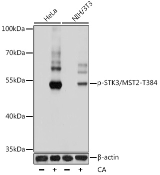 SM271F staining of rat splenocytes.