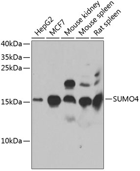 Western blot of purifiedE. colibeta-galactosidase sample; reduced sample, immunostained bymAbBG-02andgoat anti-mouse IgG (H+L)-HRPconj ugate.