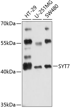 Western blot analysis of extracts of various cell lines, using SYT7 antibody (TA382259) at 1:3000 dilution. - Secondary antibody: HRP Goat Anti-Rabbit IgG (H+L) at 1:10000 dilution. - Lysates/proteins: 25ug per lane. - Blocking buffer: 3% nonfat dry milk in TBST. - Detection: ECL Enhanced Kit . - Exposure time: 10s.