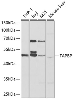 Surface staining of human peripheral blood cells with anti-CD55 (MEM-118) biotin / streptavidin-APC.