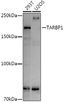 Surface staining of Human peripheral blood leukocytes by Mouse monoclonal anti-CD55 antibody MEM-118.