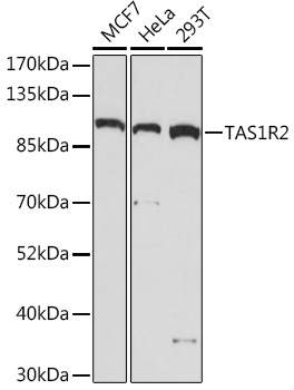 Western blot analysis of extracts of various cell lines, using TAS1R2 Rabbit pAb (TA382314) at 1:1000 dilution. - Secondary antibody: HRP Goat Anti-Rabbit IgG (H+L) at 1:10000 dilution. - Lysates/proteins: 25ug per lane. - Blocking buffer: 3% nonfat dry milk in TBST. - Detection: ECL Basic Kit . - Exposure time: 5min.