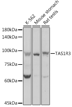 Western blot analysis of extracts of various cell lines, using TAS1R3 antibody (TA382315) at 1:1000 dilution. - Secondary antibody: HRP Goat Anti-Rabbit IgG (H+L) at 1:10000 dilution. - Lysates/proteins: 25ug per lane. - Blocking buffer: 3% nonfat dry milk in TBST. - Detection: ECL Basic Kit . - Exposure time: 1s.