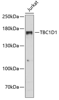 Surface staining of NALM-6 human pre-B cell leukemia cell line with anti-human CD9 (MEM-61) FITC. Total viable cells were used for analysis.