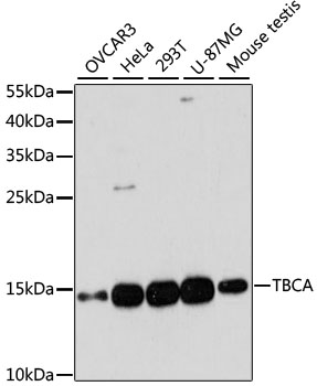 Western blotting analysis of cytokeratin 18 in HeLa cells with anti-cytokeratin 18 (C-04) biotin.