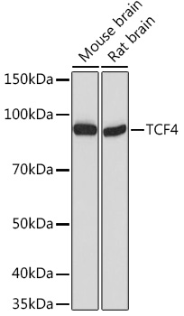 Western blot of human Jurkat T cell line lysate (1% laurylmaltoside); non-reduced sample, immunostained bymAbSIT-01 andgoat anti-mouse IgG (H+L)-HRPconj ugate.