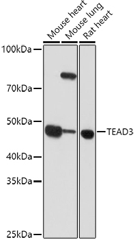 Western blot analysis of extracts of various cell lines, using TEAD3 antibody (TA382404) at 1:1000 dilution. - Secondary antibody: HRP Goat Anti-Rabbit IgG (H+L) at 1:10000 dilution. - Lysates/proteins: 25ug per lane. - Blocking buffer: 3% nonfat dry milk in TBST. - Detection: ECL Basic Kit . - Exposure time: 60s.