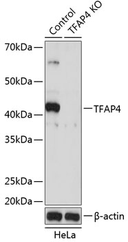 Western blot analysis of extracts from normal (control) and TFAP4 knockout (KO) HeLa cells, using TFAP4 antibody (TA382450) at 1:500 dilution. - Secondary antibody: HRP Goat Anti-Rabbit IgG (H+L) at 1:10000 dilution. - Lysates/proteins: 25ug per lane. - Blocking buffer: 3% nonfat dry milk in TBST. - Detection: ECL Basic Kit . - Exposure time: 60S.