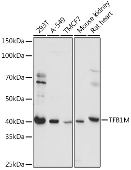 Western blot analysis of extracts of various cell lines, using TFB1M antibody (TA382451) at 1:1000 dilution. - Secondary antibody: HRP Goat Anti-Rabbit IgG (H+L) at 1:10000 dilution. - Lysates/proteins: 25ug per lane. - Blocking buffer: 3% nonfat dry milk in TBST. - Detection: ECL Basic Kit . - Exposure time: 5s.