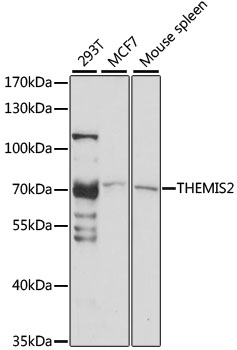Western blot analysis of extracts of various cell lines, using THEMIS2 antibody (TA382500) at 1:1000 dilution. - Secondary antibody: HRP Goat Anti-Rabbit IgG (H+L) at 1:10000 dilution. - Lysates/proteins: 25ug per lane. - Blocking buffer: 3% nonfat dry milk in TBST. - Detection: ECL Basic Kit . - Exposure time: 30s.