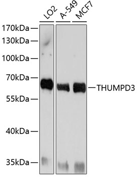 Surface staining of human peripheral blood cells with anti-human CD14 (MEM-15) Alexa Fluor<sup>®</sup> 700.