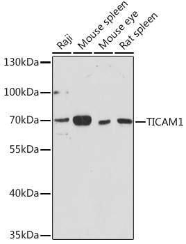 SM321F staining of rat splenocytes.
