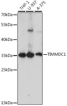 SM415R staining of canine peripheral blood lymphocytes