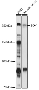 SM442F (MOUSE ANTI BOVINE CD45:FITC) staining of bovine peripheral blood lymphocytes.