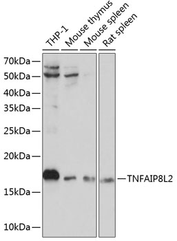 Western blot analysis: Recombinant GST (28 kDa) and GST-fusion protein (61 kDa) were resolved by SDS-PAGE, transferred to PVDF membrane and probed with anti-GST antibody (1:1000). Proteins were visualized using a goat anti-mouse secondary antibody conj ugat