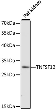 Western blot of BSA and PEGylated BSA (mPEG 5 kDa) using 0.1 ug/mL of anti-PEG antibody.