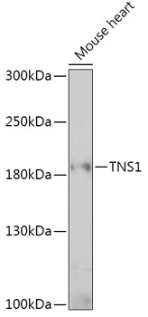 Western blot analysis of extracts of Mouse heart, using TNS1 antibody (TA382689) at 1:1000 dilution. - Secondary antibody: HRP Goat Anti-Rabbit IgG (H+L) at 1:10000 dilution. - Lysates/proteins: 25ug per lane. - Blocking buffer: 3% nonfat dry milk in TBST. - Detection: ECL Basic Kit . - Exposure time: 90s.
